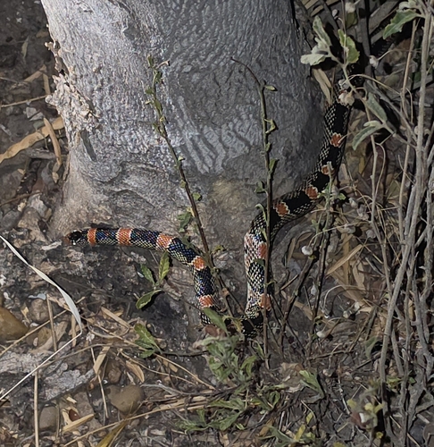 Long-nosed Snake