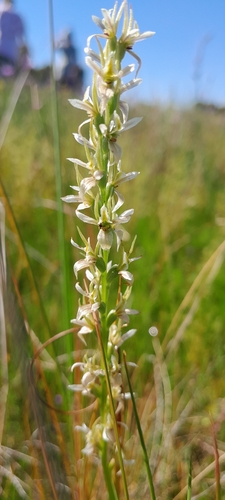Prasophyllum argillaceum