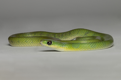 Crown Ground Snake