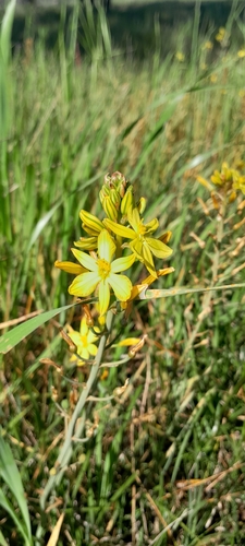Bulbine Lily