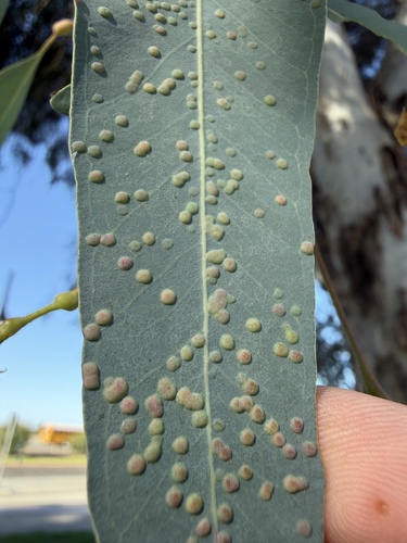 Australian Eucalyptus Leafgall Wasp