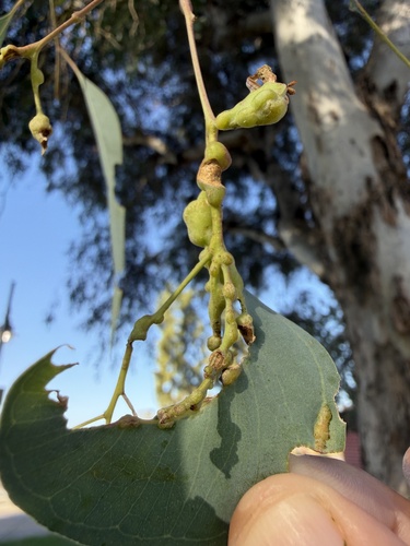Eucalyptus Stem Gall Wasp