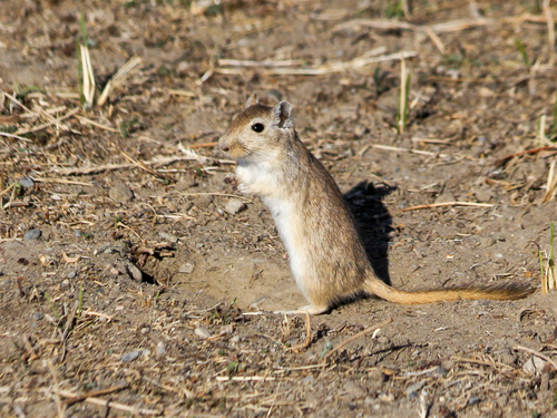 Mongolian Jird