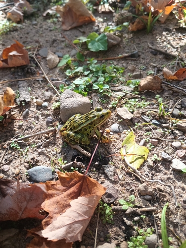 Northern Leopard Frog