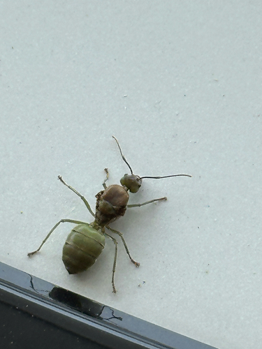 Asian Weaver Ant
