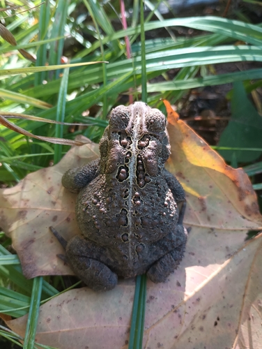 American Toad