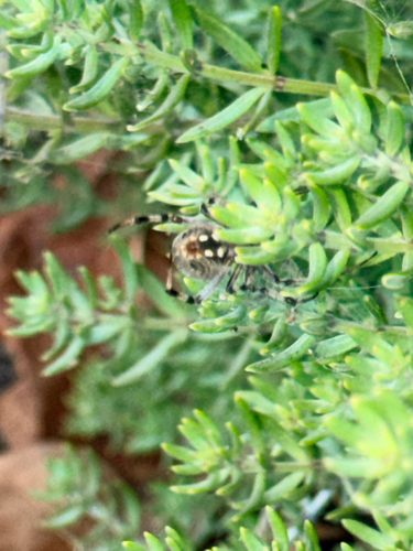 Western Spotted Orbweaver