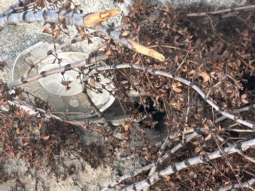 Western Side-blotched Lizard