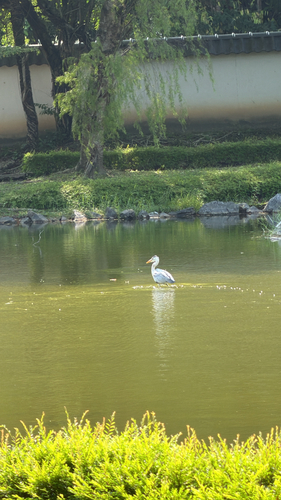 Grey Heron
