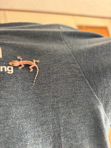 Mediterranean House Gecko