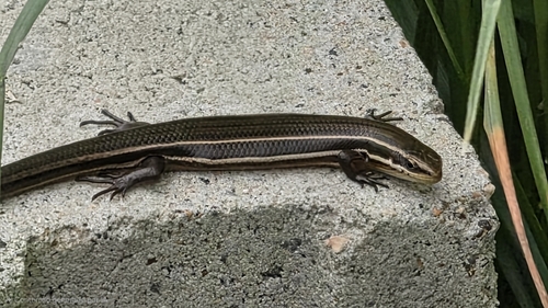 Paraguay White-lined Skink