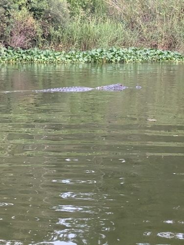 American Alligator