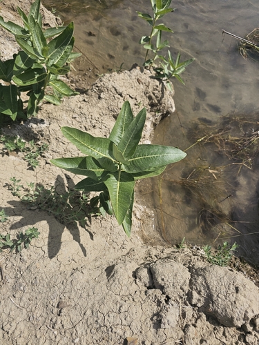showy milkweed