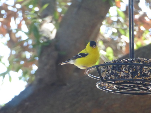 American Goldfinch