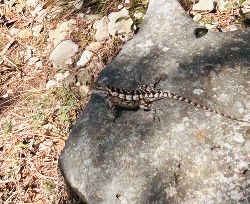 Texas Spiny Lizard