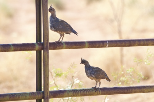 Scaled Quail