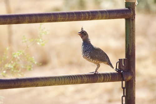 Scaled Quail