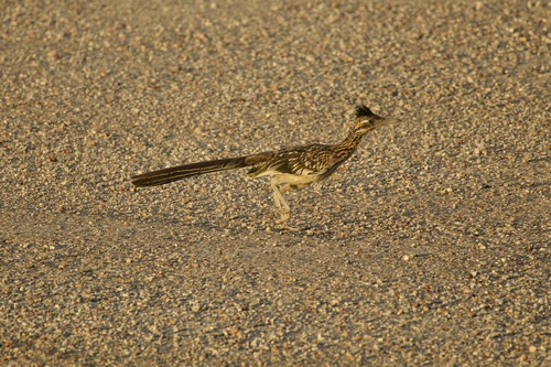Greater Roadrunner