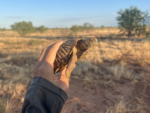 Ornate Box Turtle