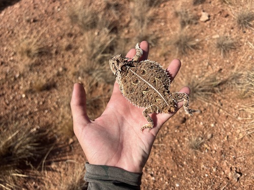 Texas Horned Lizard