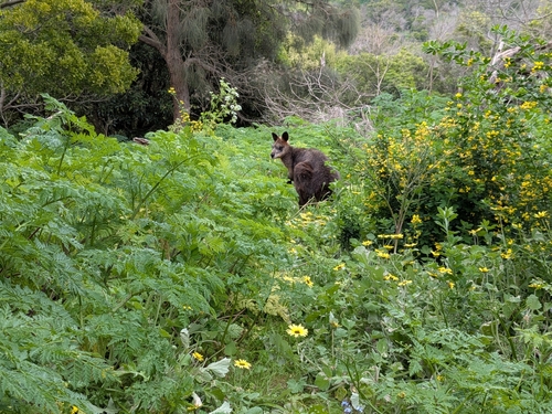 Swamp Wallaby