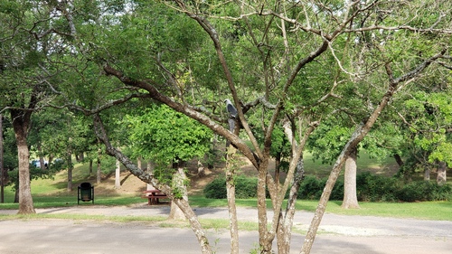 Mississippi Kite
