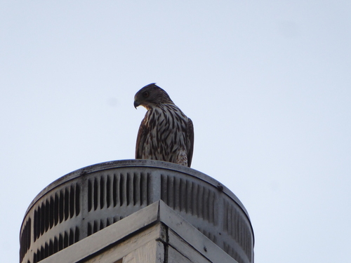 Cooper's Hawk
