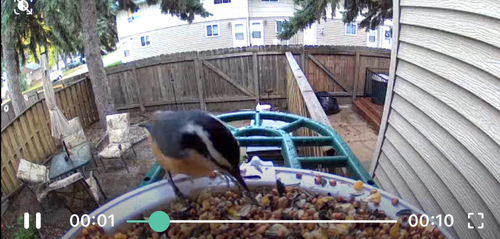 Red-breasted Nuthatch