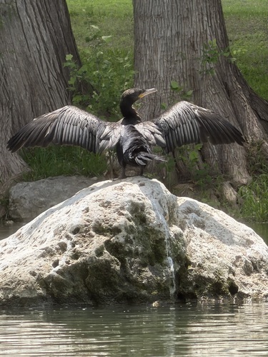 Neotropic Cormorant