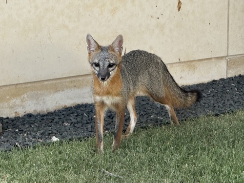 Gray Fox