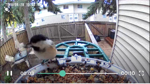 Black-capped Chickadee