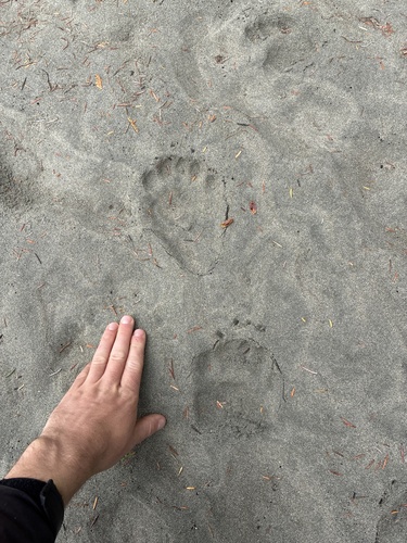 Black Bear sighting near Alberni-Clayoquot