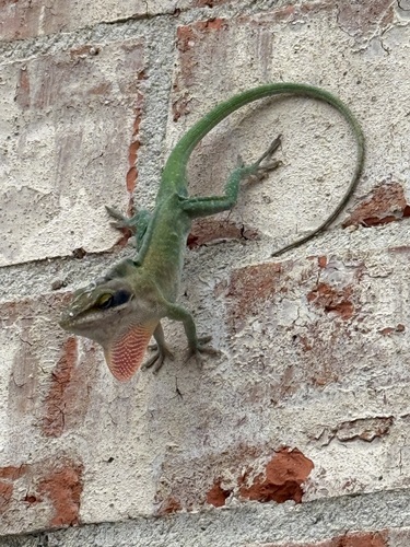 Green Anole