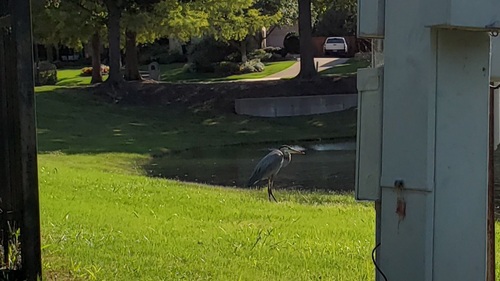 Great Blue Heron