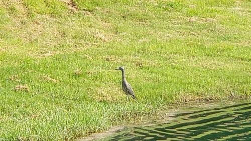 Yellow-crowned Night Heron
