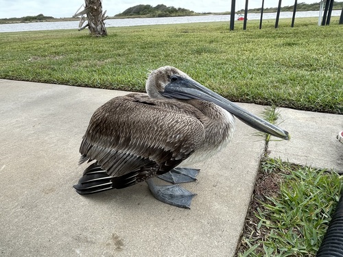 Brown Pelican