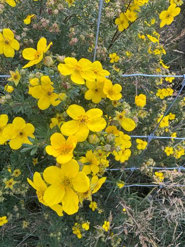 shrubby cinquefoil