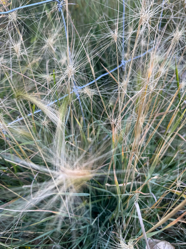 Foxtail Barley