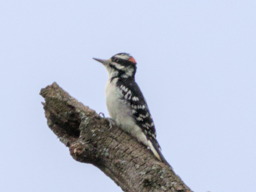 Hairy Woodpecker