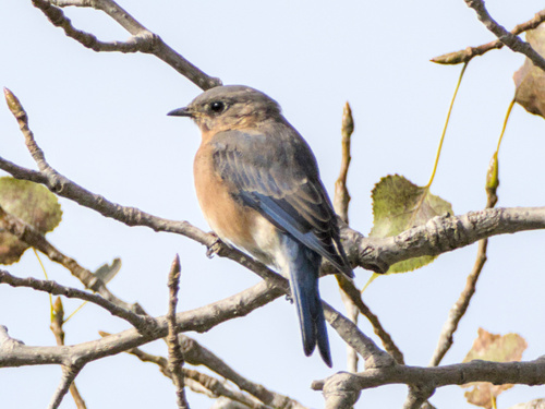 Eastern Bluebird