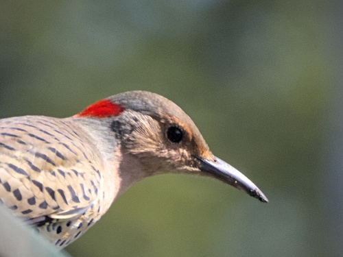 Northern Flicker