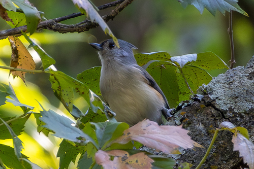 Tufted Titmouse