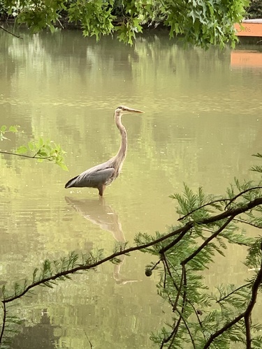 Great Blue Heron