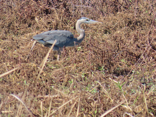 Great Blue Heron
