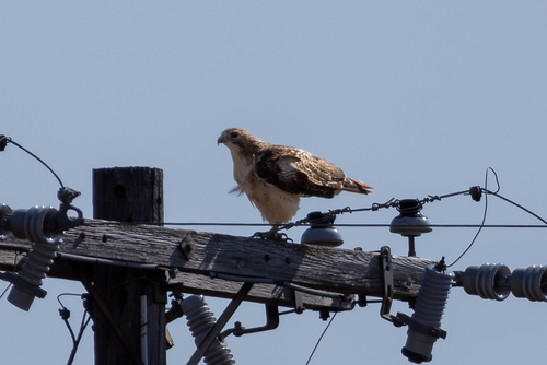 Red-tailed Hawk