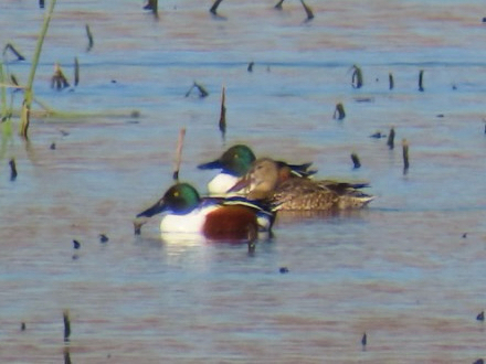 Northern Shoveler