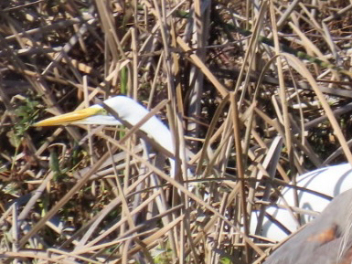 Great Egret