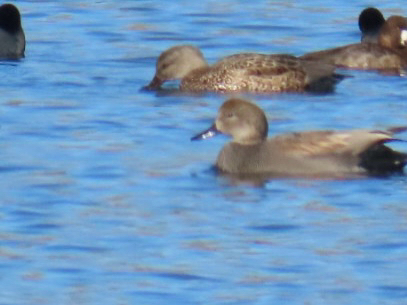 Gadwall