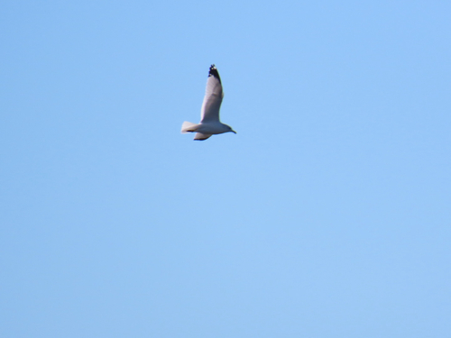 Ring-billed Gull