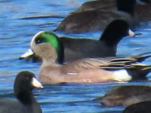 American Wigeon